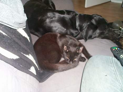 Blanding af racer Bamse - Så skal der soves billede 2