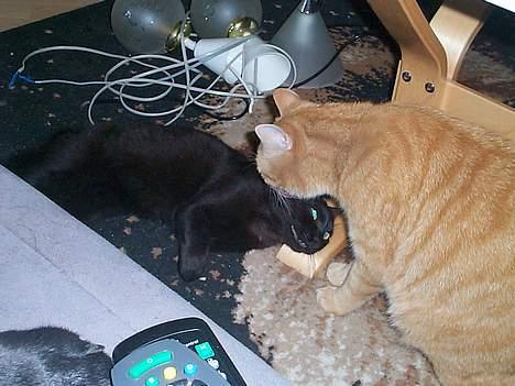 Blanding af racer Bamse - vaske tid billede 3