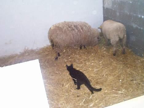 Blanding af racer Bamse - Jeg skal lige ind og se til mine venner.... MÆÆÆÆ billede 4