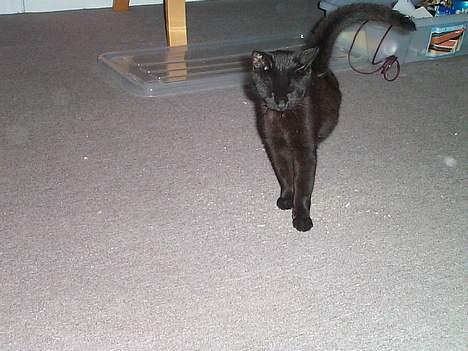 Blanding af racer Bamse - Godmorgen så skal der lige strækkes ud. billede 5