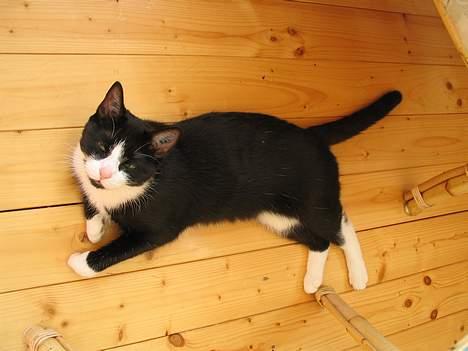 Blanding af racer Midde - hvad?.... billede 4