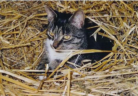 Blanding af racer *Chili* - Chili som ligger i min kanins´ bur! Min kanin er desvære død nu :( så Chili og mig savner begge hende! (Chili og Liv (kaninen) var beste venner) billede 1