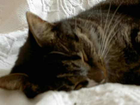 Blanding af racer *Chili* - ZzZzZ billede 2