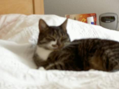 Blanding af racer *Chili* - Det er jo vigtigt at få en god nattesøvn! øhh nej jeg mente middagssøvn! billede 3