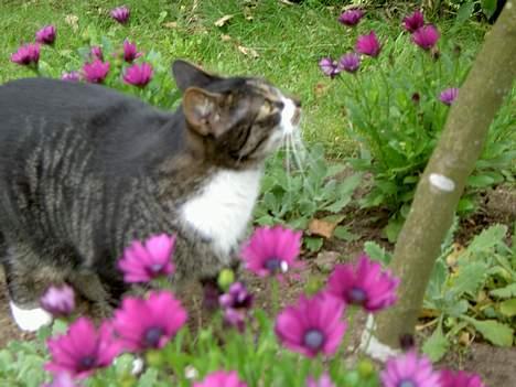 Blanding af racer *Chili* - hmm...kan man komme op i det her træ ? billede 4