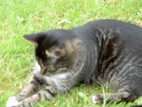 Blanding af racer *Chili* - jeg tror jeg har fundet noget! :) billede 5