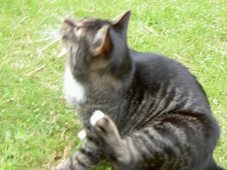 Blanding af racer *Chili* - Nej hvor kløer det! Chili du har vel ikke fået lopper...?! billede 6