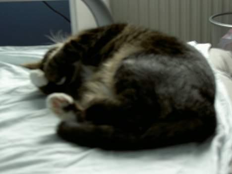 Blanding af racer *Chili* - Godnat! nej godmorgen Chili. billede 7