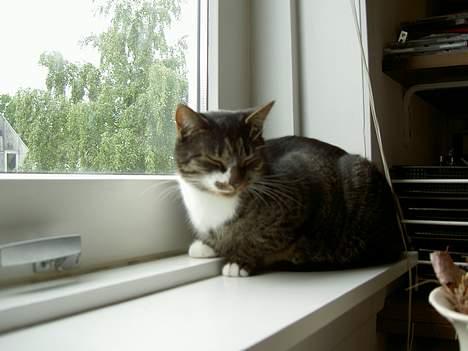 Blanding af racer *Chili* - Her sover man godt! Gaab! billede 8