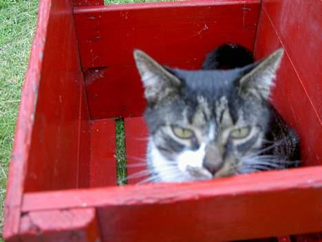 Blanding af racer *Chili* - Hvad er det nu kassen lugter af? billede 9