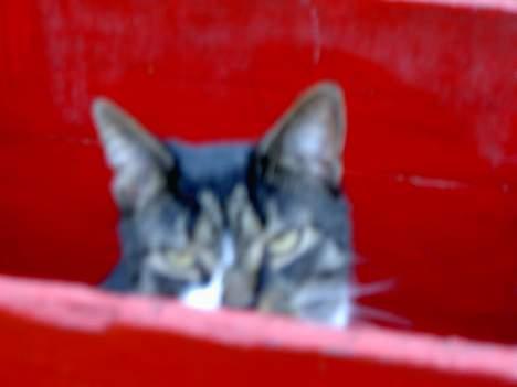 Blanding af racer *Chili* - Kuk kuk! billede 10