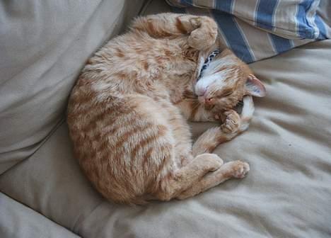 Blanding af racer Khimari - Klø mig! billede 1