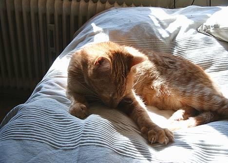 Blanding af racer Khimari - Ja, der er noget med katte og de solstråler =) billede 2