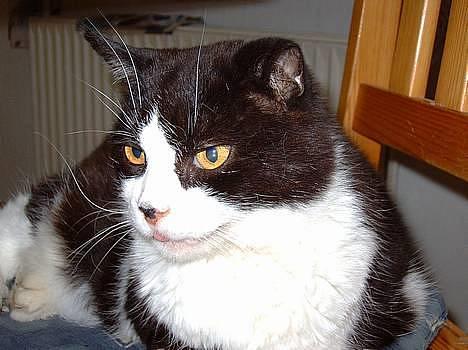 Blanding af racer Buffer - Buffer hviler.... billede 1