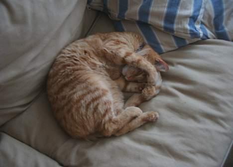 Blanding af racer Khimari - Skrid, lad mig være! Jeg sover og gider da slet ikke høre på dig nu. billede 3