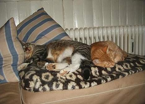 Blanding af racer Khimari - Her er jeg gasset ud af storebror Djenghis. billede 4