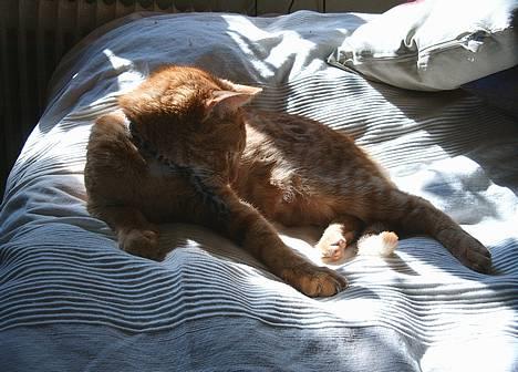 Blanding af racer Khimari - I profil, hvor man lidt kan fornemme den lange næse. billede 5