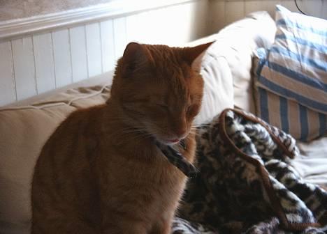 Blanding af racer Khimari - Man kan sagtens sidde op og sove med halvåbne øjne. Bemærk tungen. billede 6