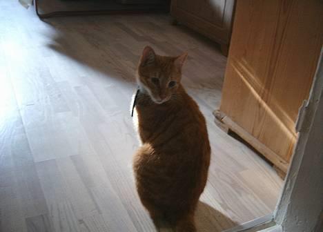 Blanding af racer Khimari - Mig i al min herlighed! billede 7