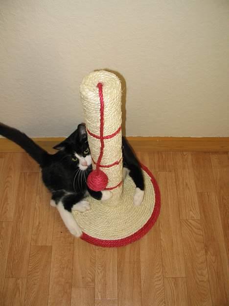 Blanding af racer Midde - Midde og hendes nye kradsebræt... billede 5