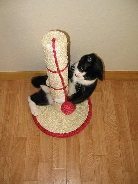 Blanding af racer Midde - lille midde i fuld gang med at lege med det nye kradsebræt billede 6