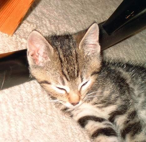 Blanding af racer Emir - Som lille killing billede 1