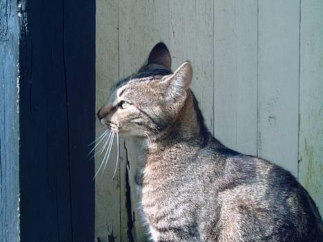 Blanding af racer Emir - Marts 2005 billede 2