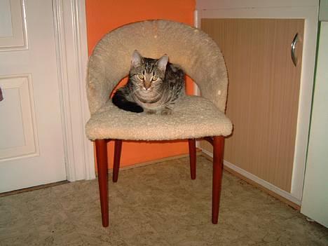 Blanding af racer Emir - Januar 2005 billede 3