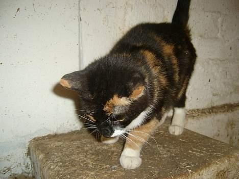 Blanding af racer Lille Mis billede 4