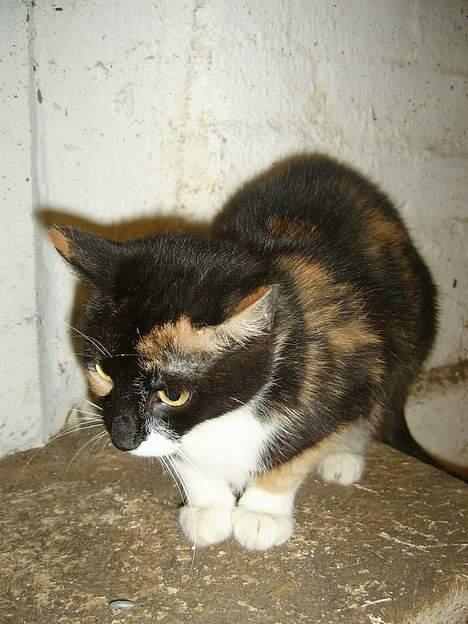 Blanding af racer Lille Mis billede 5