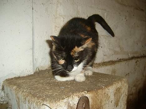 Blanding af racer Lille Mis billede 6