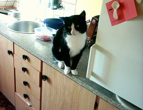 Blanding af racer Bølle - Hey mor kom nu jeg er sulten billede 3