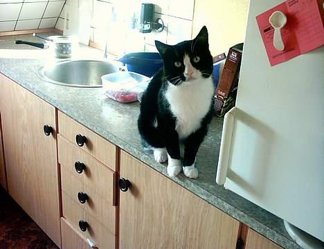 Blanding af racer Bølle - Mor nu kommer du altså jeg er stadig sulten billede 4