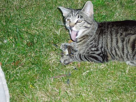 Blanding af racer Puttemand - Ad´er fjer i munden, det er ikke sjovt! billede 2