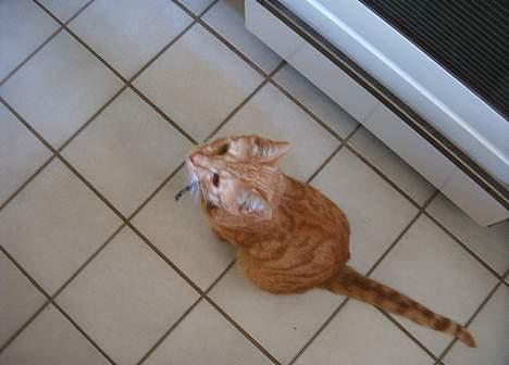 Blanding af racer Khimari - På køkkengulvet tiggende efter mad. Det er ihvertfald let som tobenet foderautomat at få opmærksomhed ude i køkkenet! billede 9