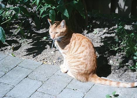 Blanding af racer Khimari - Sol og sommer! billede 10