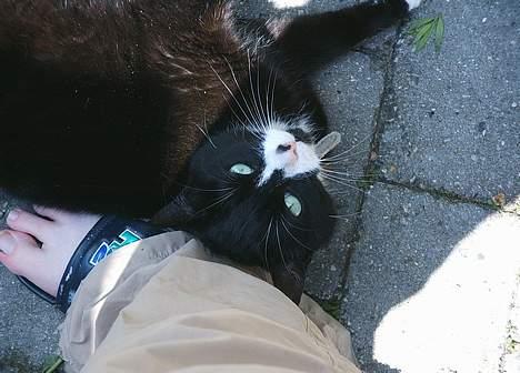 Blanding af racer Kublai Khan - Jeg elsker din str. 41 med fodsved, mor! billede 1