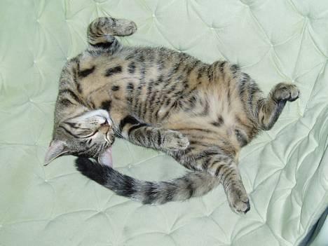 Blanding af racer Puttemand - åhh, det er godt at ligge på ryggen og sove! hehe billede 3