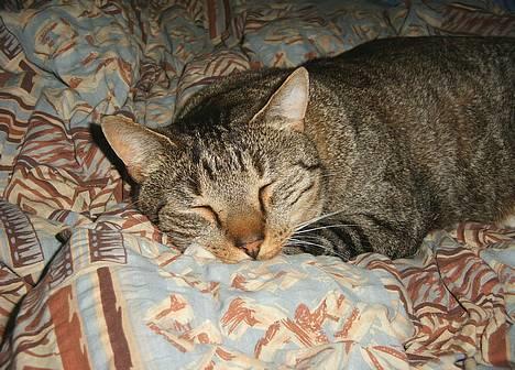 Blanding af racer Djenghis Khan - Den rundstrikkede tager en skraber.... billede 1