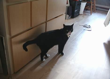 Blanding af racer Kublai Khan - Kommer du med ud i køkkenet, eller hva? billede 2