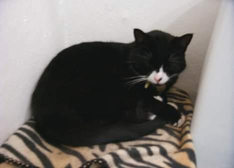 Blanding af racer Kublai Khan - ZzZzZz billede 3