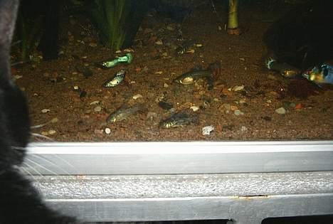 Blanding af racer Kublai Khan - Et forsøg på at tage et akvariebillede. Men så kom Kublai, mens jeg sad på gulvet.... billede 4