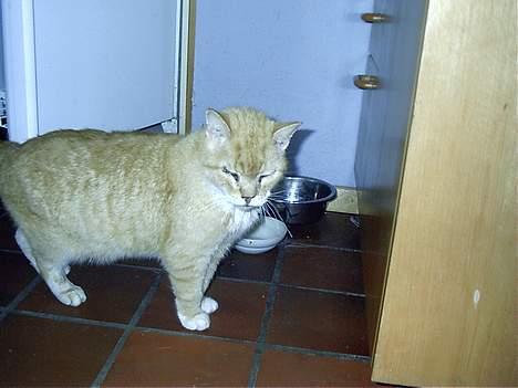 Blanding af racer Rolle †R.I.P† :´( billede 10