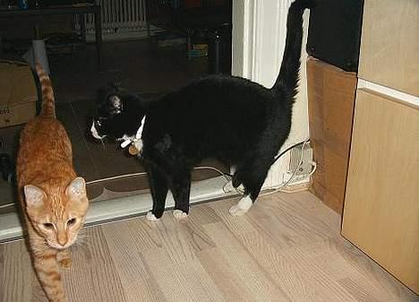 Blanding af racer Kublai Khan - Kublai er IKKE begejstret for sin sambo Khimari. billede 5