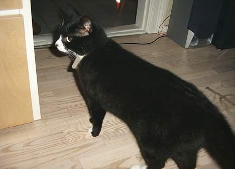 Blanding af racer Kublai Khan billede 6