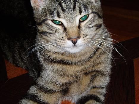 Blanding af racer Puttemand - åhh, kan man blive kønnere!? billede 4