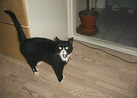 Blanding af racer Kublai Khan billede 7