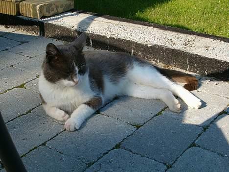 Huskat Chris / Fede Louie billede 9