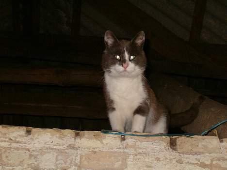 Huskat Chris / Fede Louie billede 10