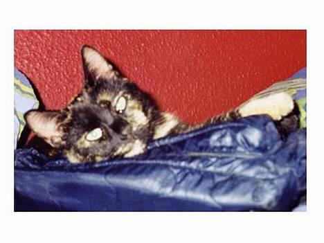 Blanding af racer Lillemis *Død* - Tager mig lige en slapper og nyder livet...!!! billede 1